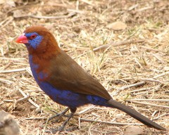 Granatina ianthinogaster