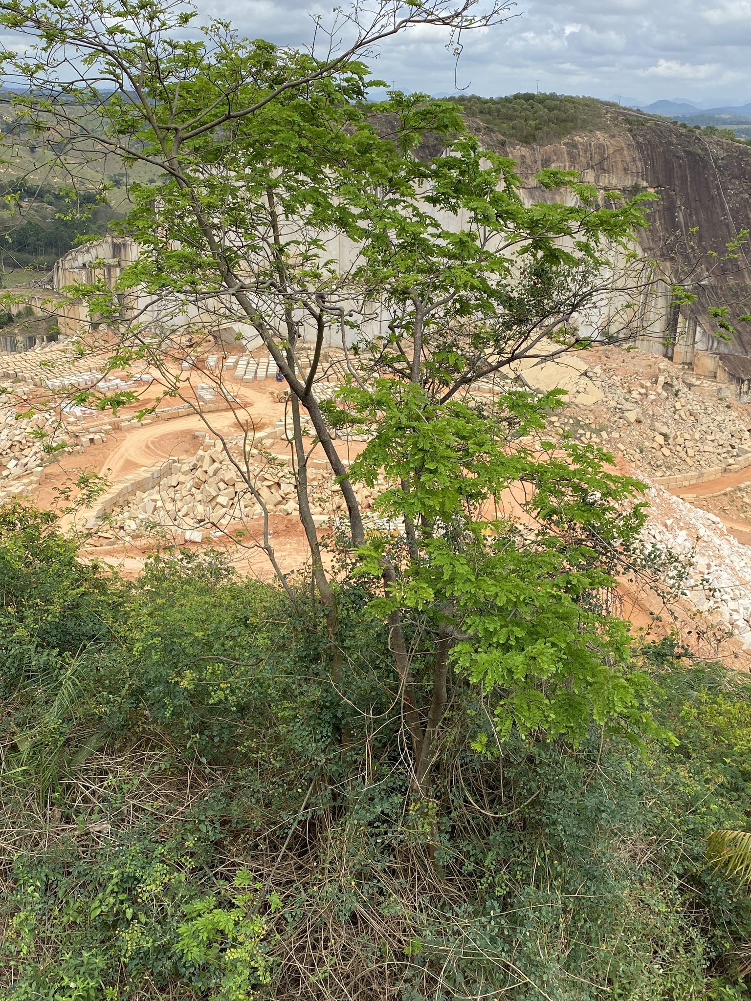 Imagem de Jacarandá-da-bahia