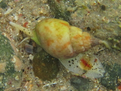 Nassarius spiratus