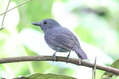 Dusky-Throated Antshrike photo 2