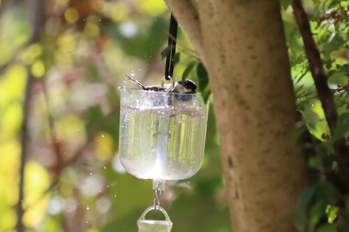 Carolina Chickadee photographed in Louisiana