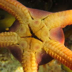 Ophiopsammus maculata