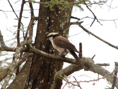 Eurocephalus ruppelli