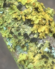 Xanthoriicola physciae