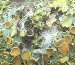 Xanthoriicola physciae