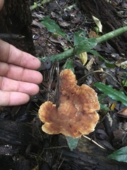 Cymatoderma dendriticum