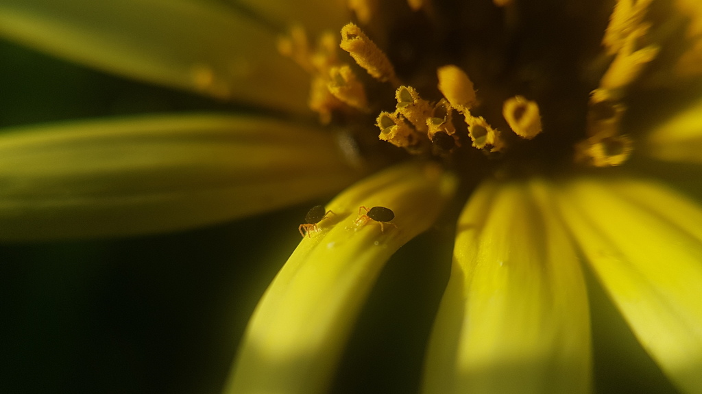 Redlegged Earth Mite