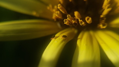 Halotydeus destructor