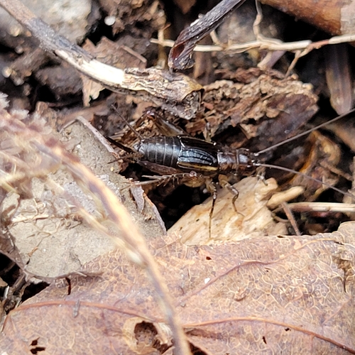 Carolina Ground Cricket photo 6