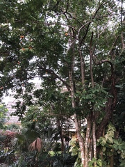 Averrhoa carambola