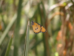 Danaus chrysippus dorippus