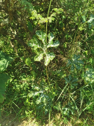 Pedate-leafed Gourd (Cucurbita pedatifolia)