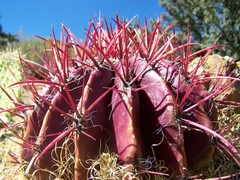 Ferocactus pilosus