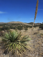 Dasylirion durangense