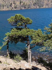 Austrocedrus chilensis