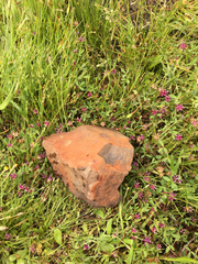 Trifolium depauperatum