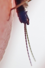 Allocapnia pygmaea