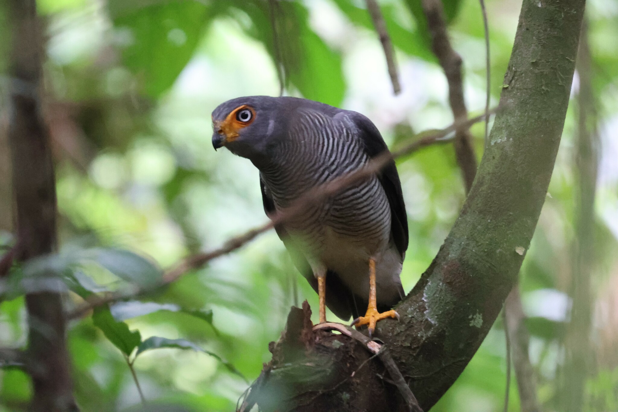 Lined Forest Falcon (Micrastur gilvicollis), photo 9