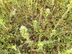 Castilleja attenuata