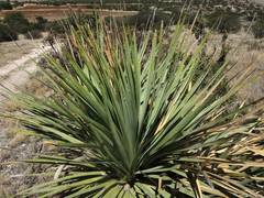 Dasylirion durangense