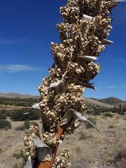 Dasylirion durangense