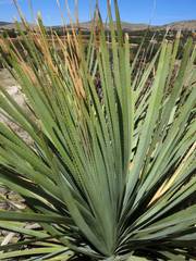 Dasylirion durangense