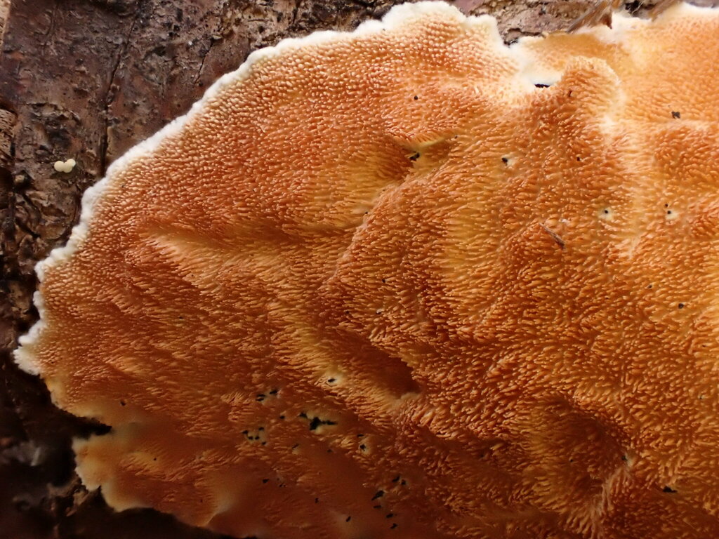 Ochre Spreading Tooth