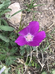 Callirhoe involucrata