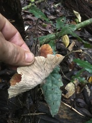 Cymatoderma dendriticum