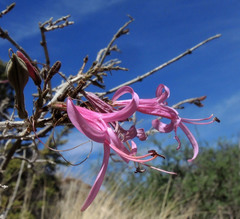 Anisacanthus puberulus