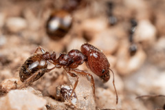 Pheidole xerophila