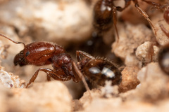 Pheidole xerophila
