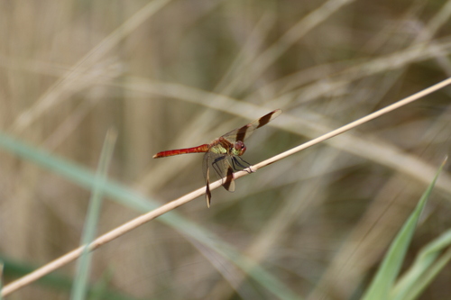 Photo of Banded Darter (Sympetrum pedemontanum)
