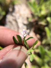 Convolvulus simulans