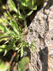 Convolvulus simulans