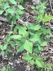 Lonicera albiflora