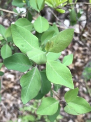 Lonicera albiflora