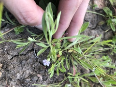 Convolvulus simulans