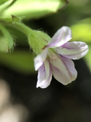 Convolvulus simulans