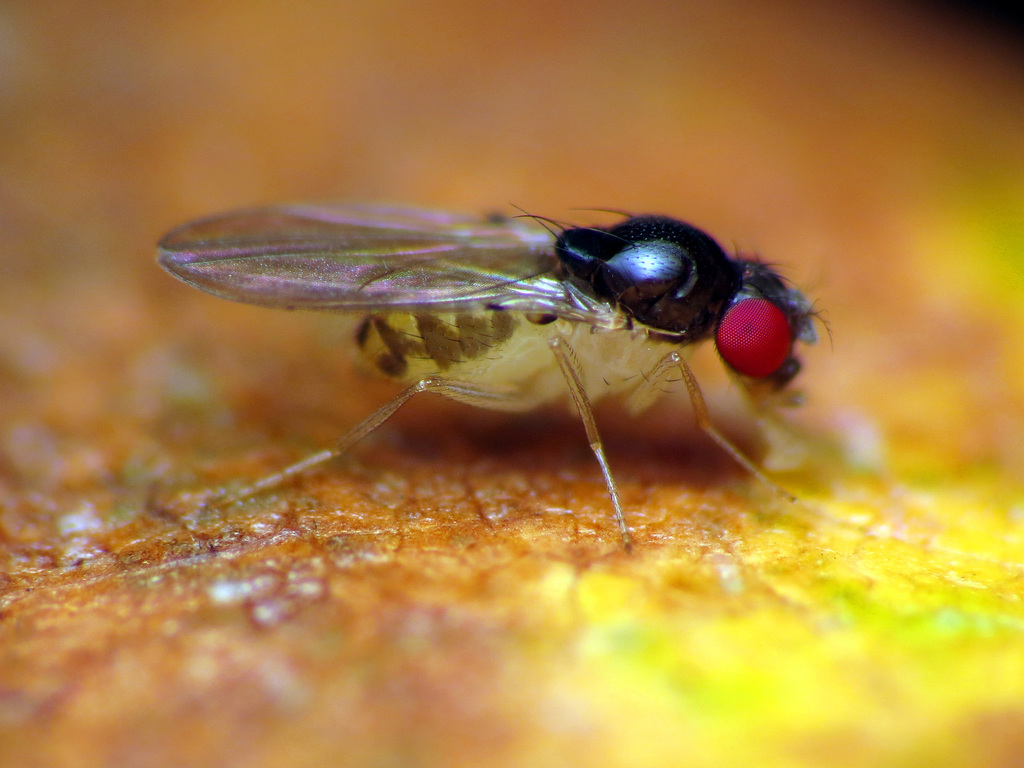 Mycodrosophila (Diptera (flies) of the British Indian Ocean Territory ...