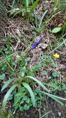 Hyacinthoides non-scripta