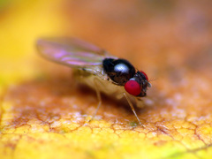 Mycodrosophila