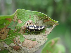 Calvia quindecimguttata