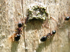 Dolichoderus quadripunctatus