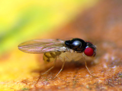 Mycodrosophila