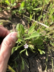 Convolvulus simulans