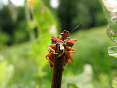 Pinthaeus sanguinipes