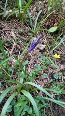 Hyacinthoides non-scripta