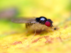 Mycodrosophila