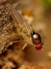 Mycodrosophila claytonae